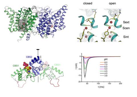 csm_Dutzler2018_fig2_3e9daa7855