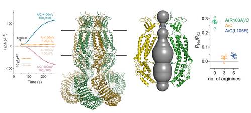 csm_Dutzler2018_fig5_8ecc1c0273